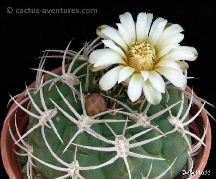 Gymnocalycium oenanthemum ambatoense Piltz29 Chumbicha, Catamarca, Arg ©JLcoll.4848